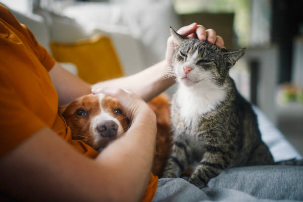 chien chat chiens chats animal domestique animaux domestiques assurance couverture mutuelle
